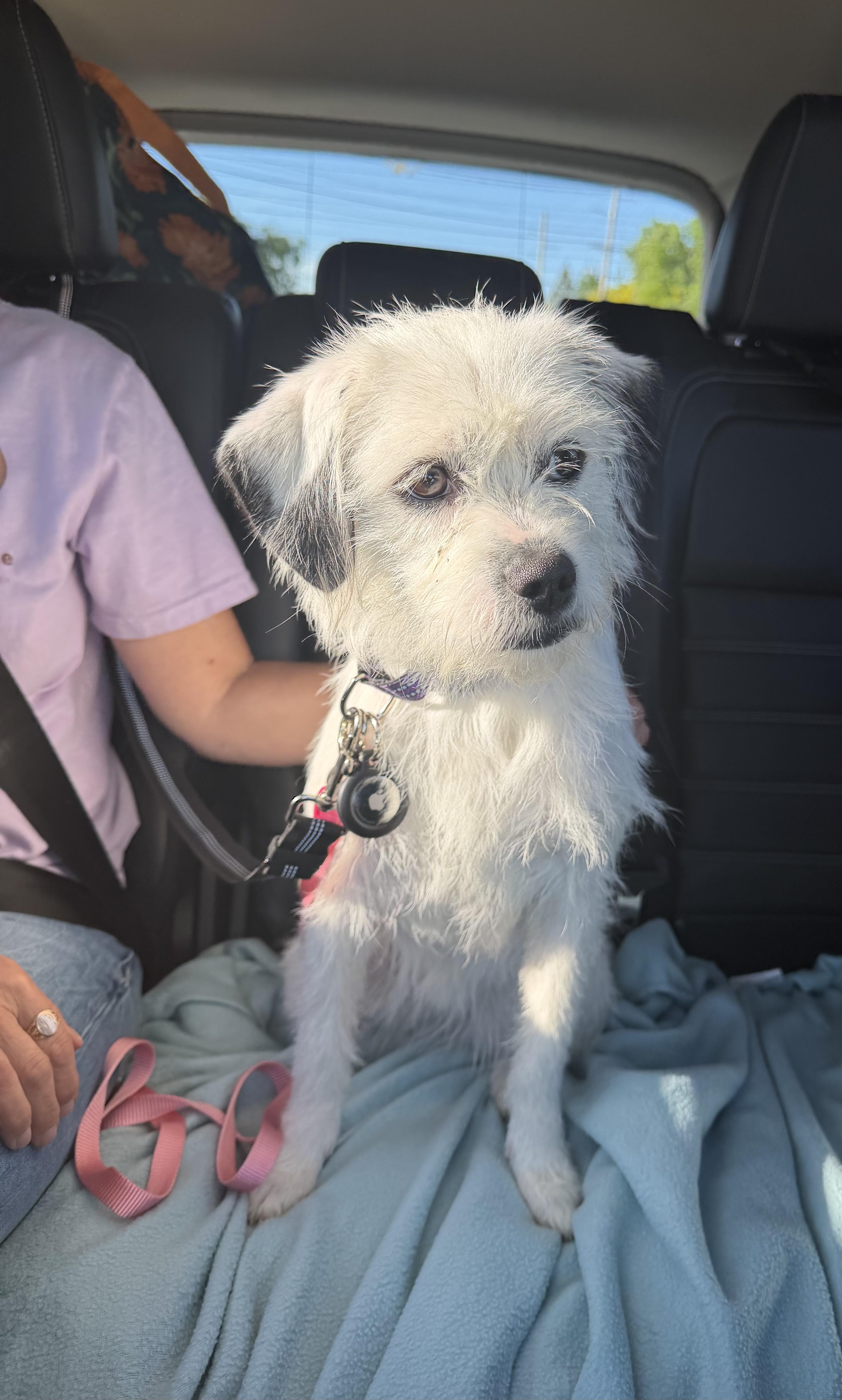 Mimi, ADOPTABLE, Puppy Female Border Terrier.