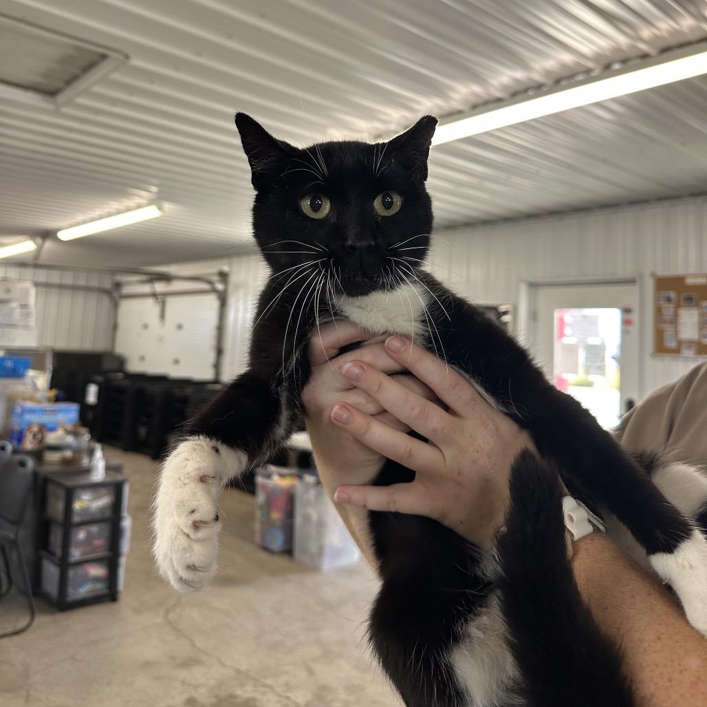 Enlarge Whopper, a Adoptable Domestic Short Hair in Spanish Fork, UT image 1/2