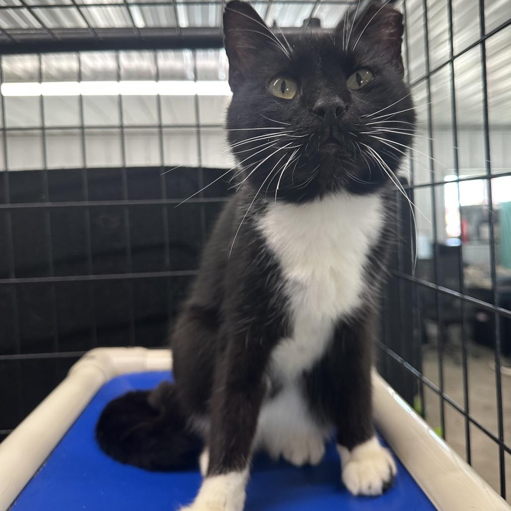 Enlarge Whopper, a Adoptable Domestic Short Hair in Spanish Fork, UT image 2/2