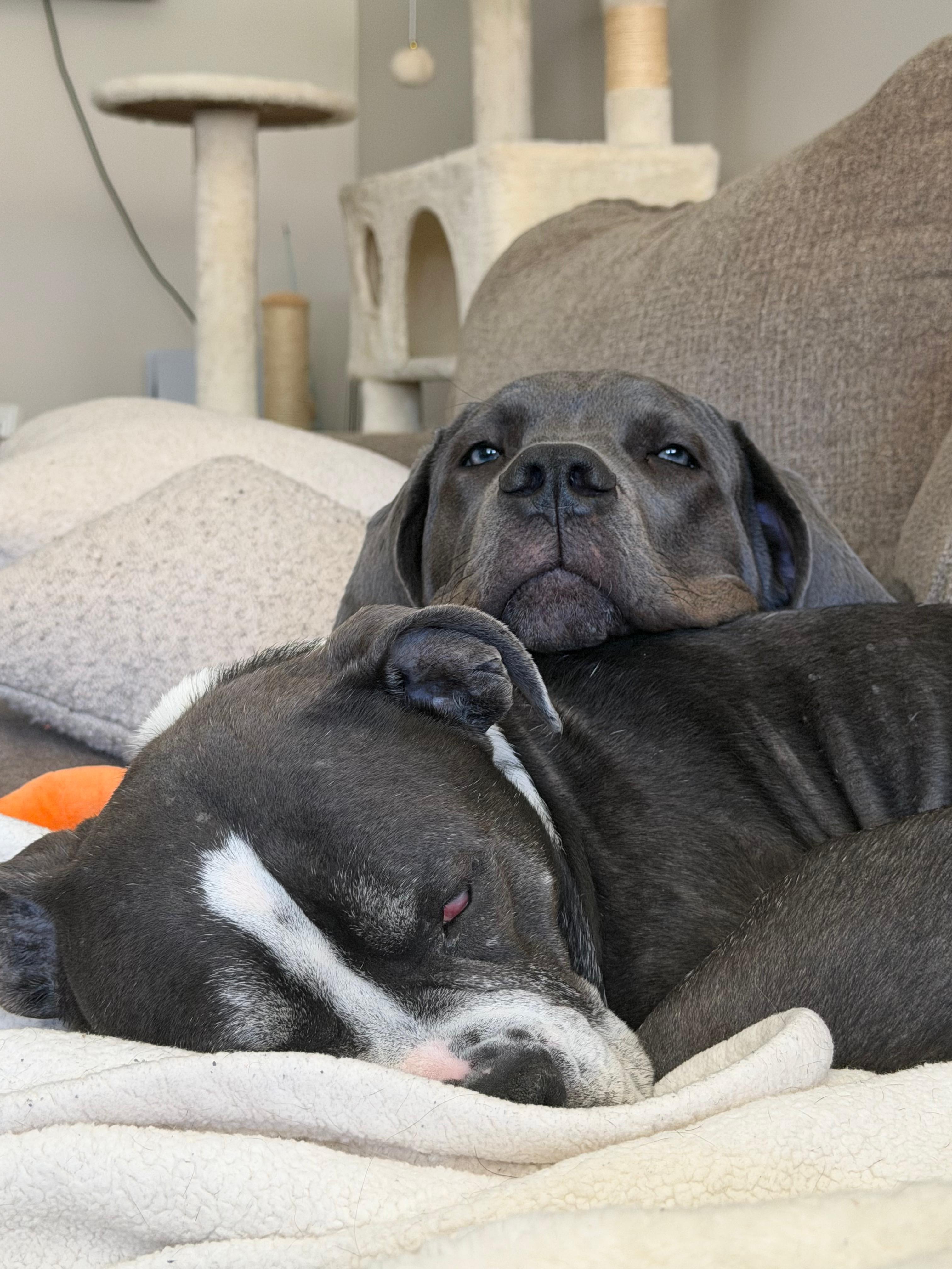 Enlarge Ivy, a ADOPTABLE mixed breed in Cresco, PA image 5/6