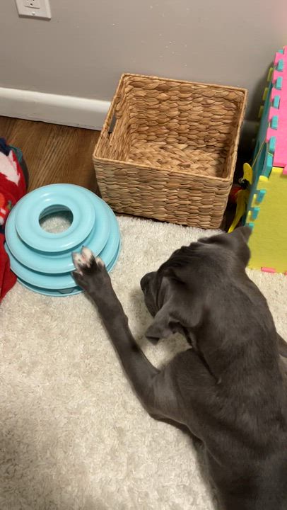 Enlarge Ivy, a ADOPTABLE mixed breed in Cresco, PA video 2/6