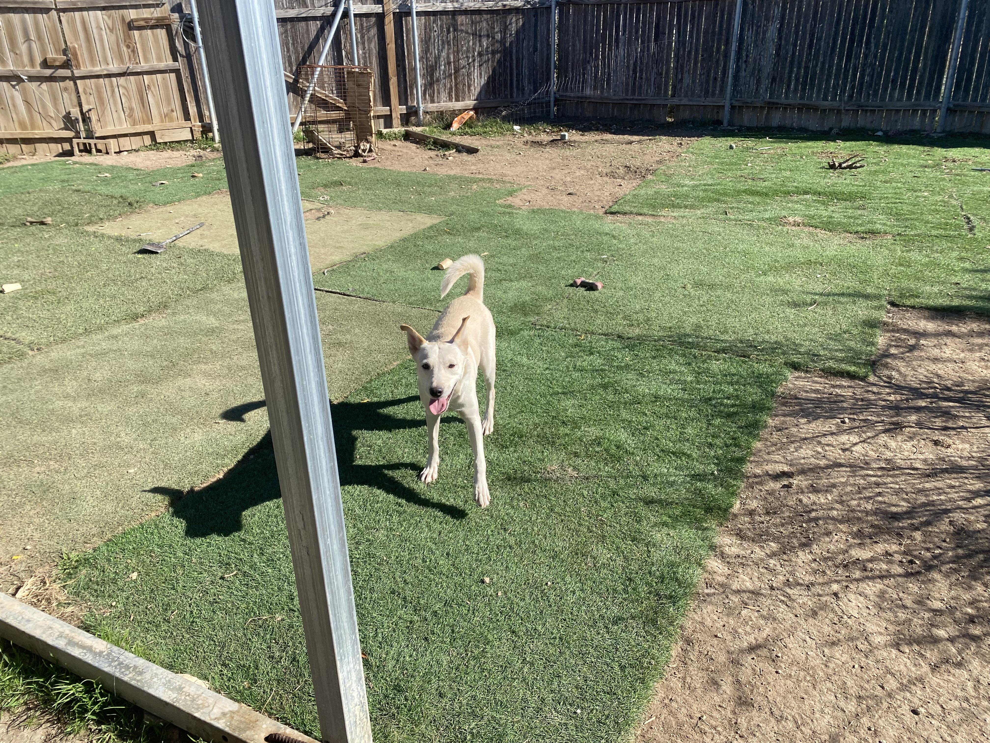 Snow White, adopted, Young Female German Shepherd Dog.