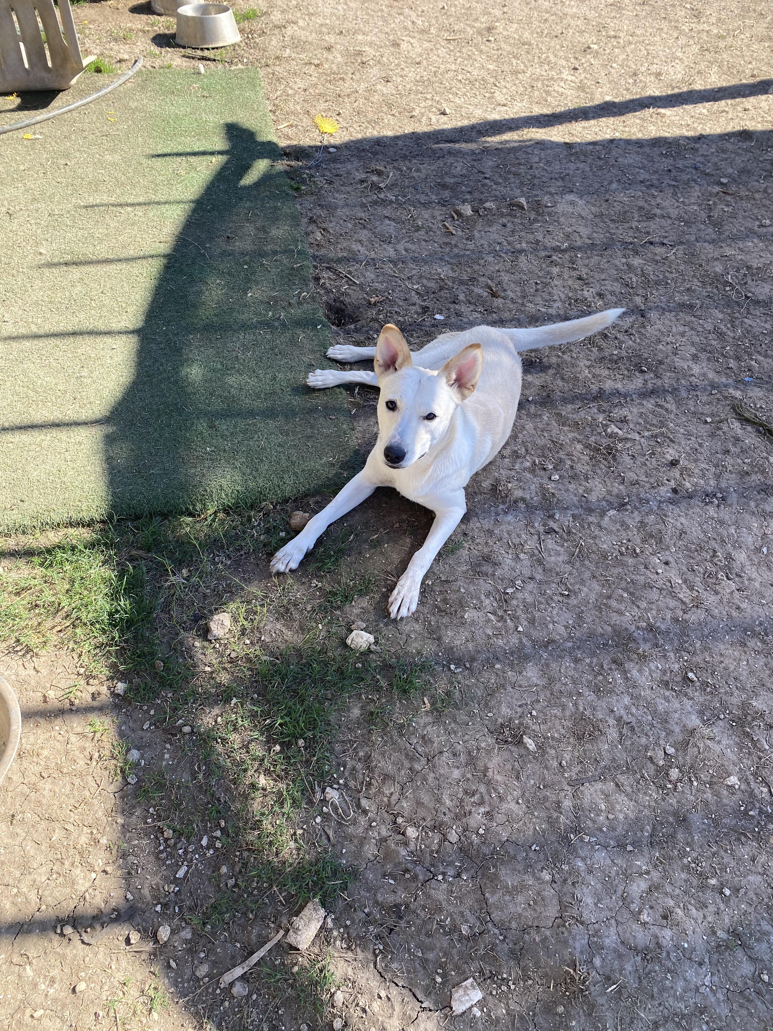 Enlarge Snow White, an adopted mixed breed in Round Rock, TX image 2/4