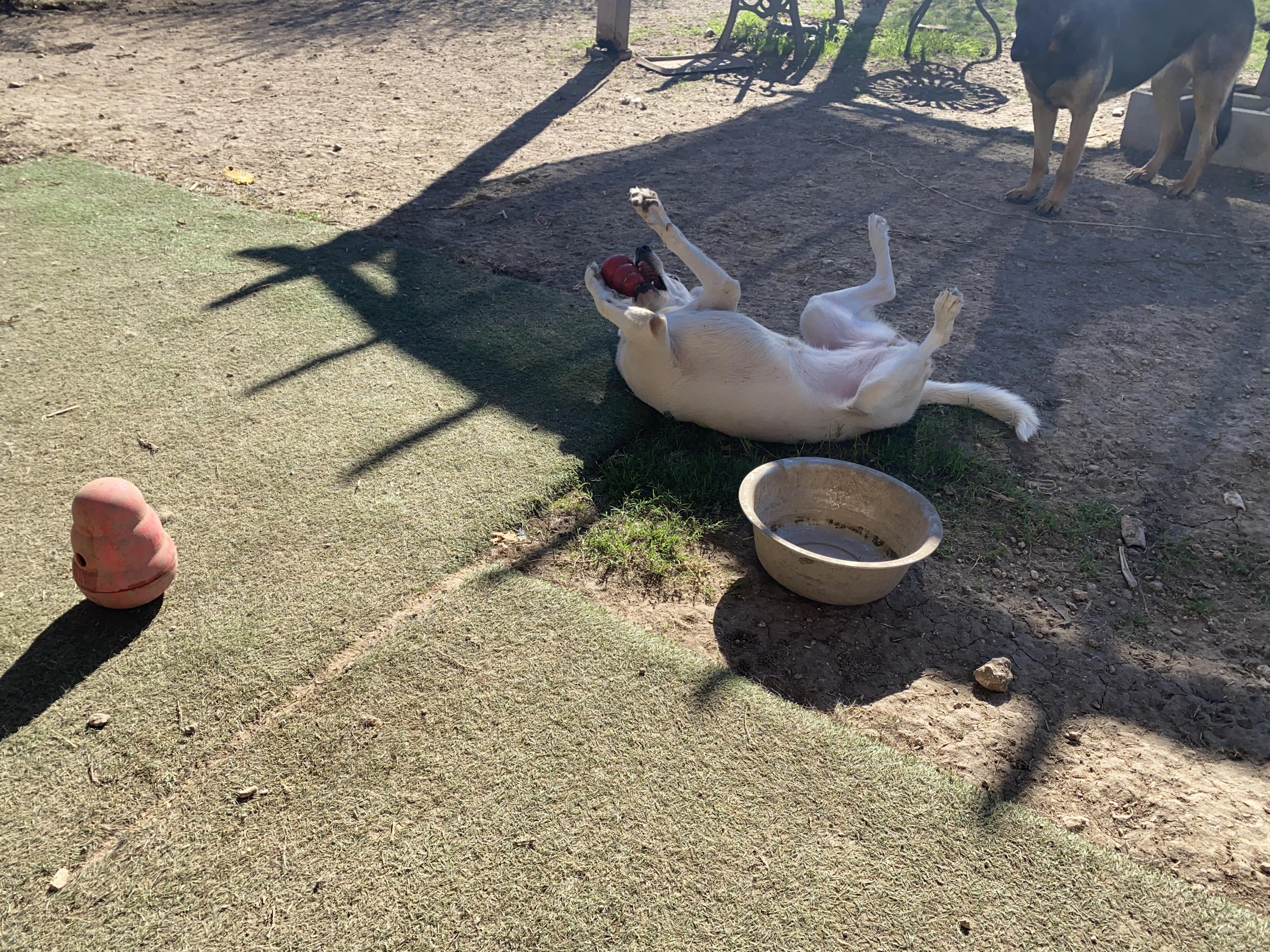 Enlarge Snow White, an adopted mixed breed in Round Rock, TX image 3/4