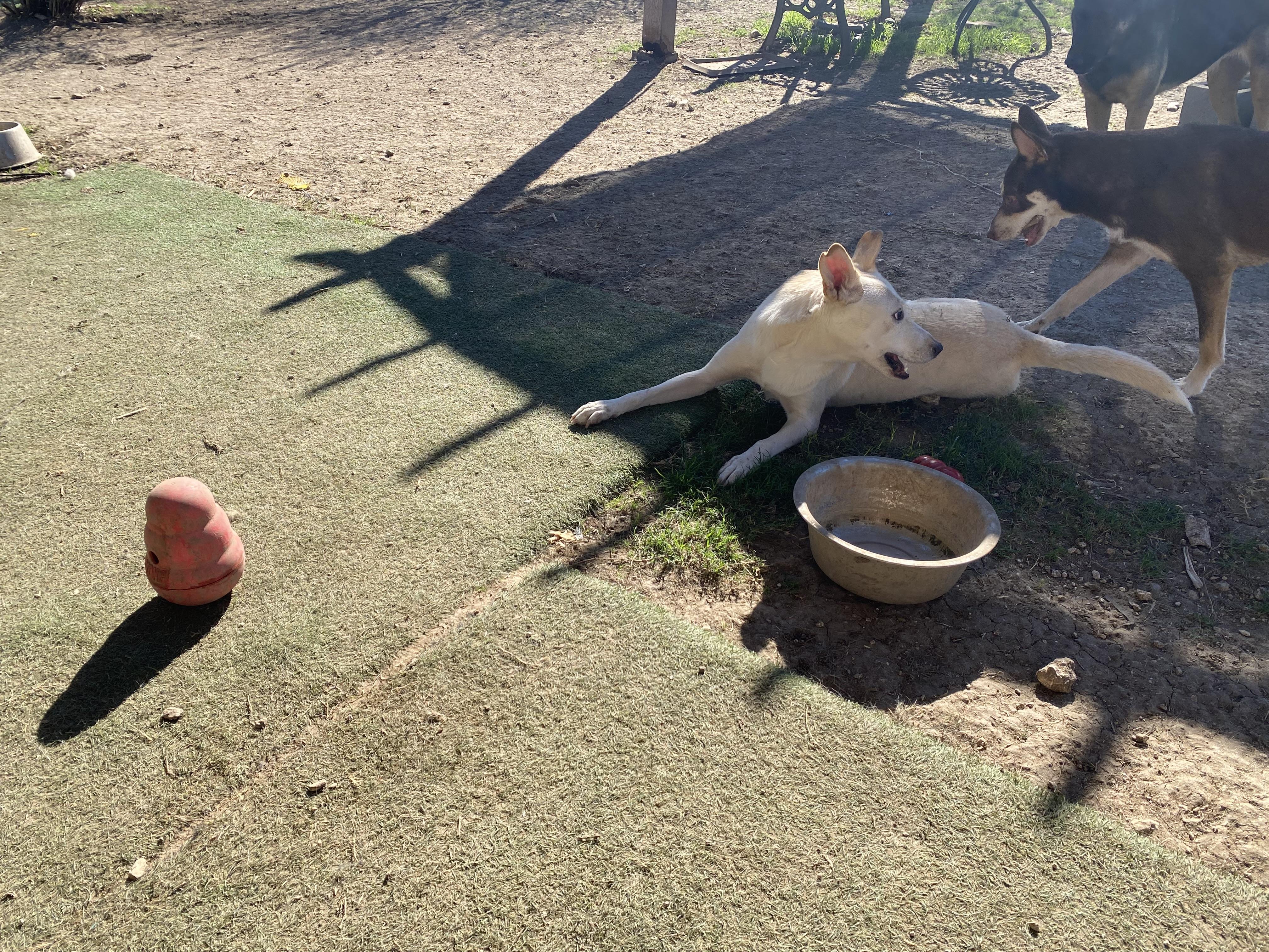 Enlarge Snow White, an adopted mixed breed in Round Rock, TX image 4/4