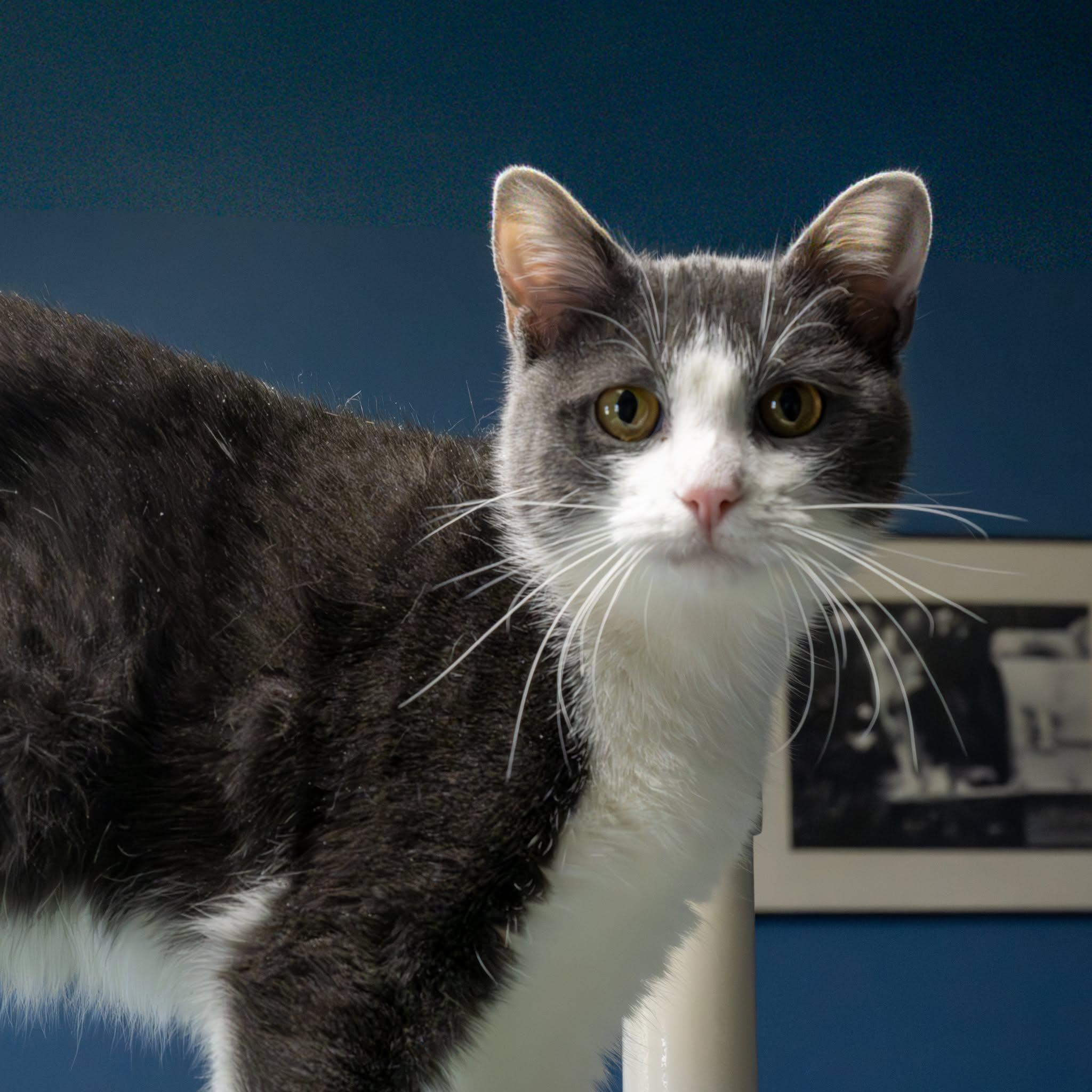 Enlarge Sissy &Zena, a Adoptable Domestic Short Hair in Lapeer, MI image 2/4