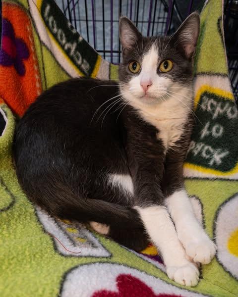 Enlarge Sissy &Zena, a Adoptable Domestic Short Hair in Lapeer, MI image 3/4