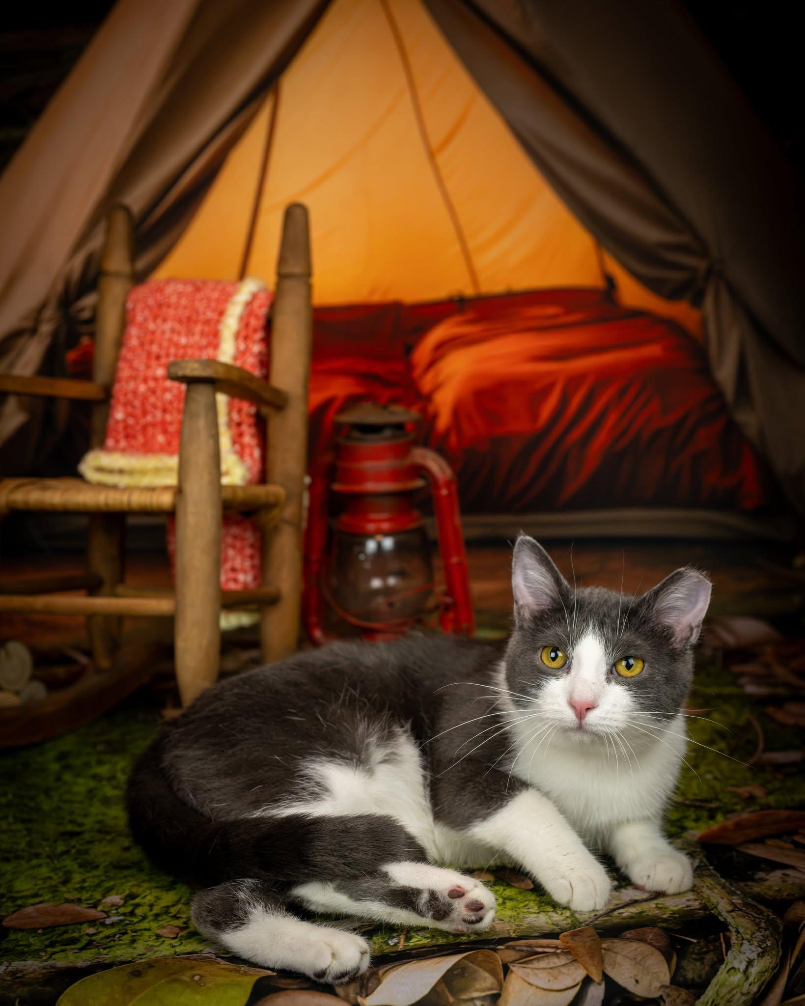 Sissy &Zena, Adoptable, Adult Female Domestic Short Hair.