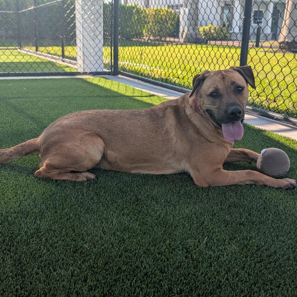 Sugar, Adoptable, Adult Female Retriever & Mixed Breed.