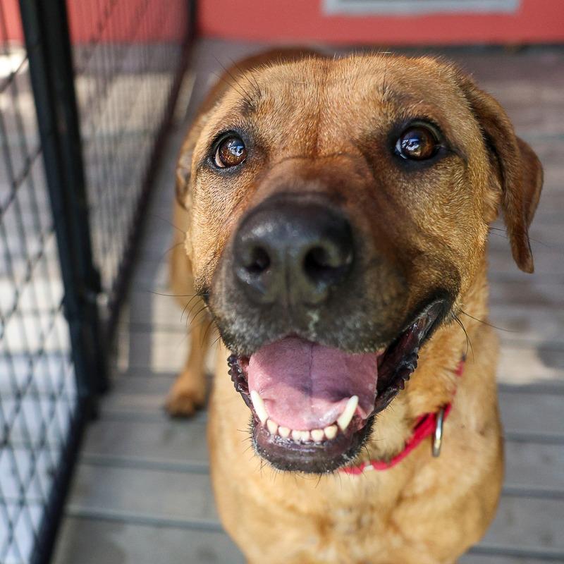 Sugar, a Adoptable mixed breed in Bradenton, FL image 2/5