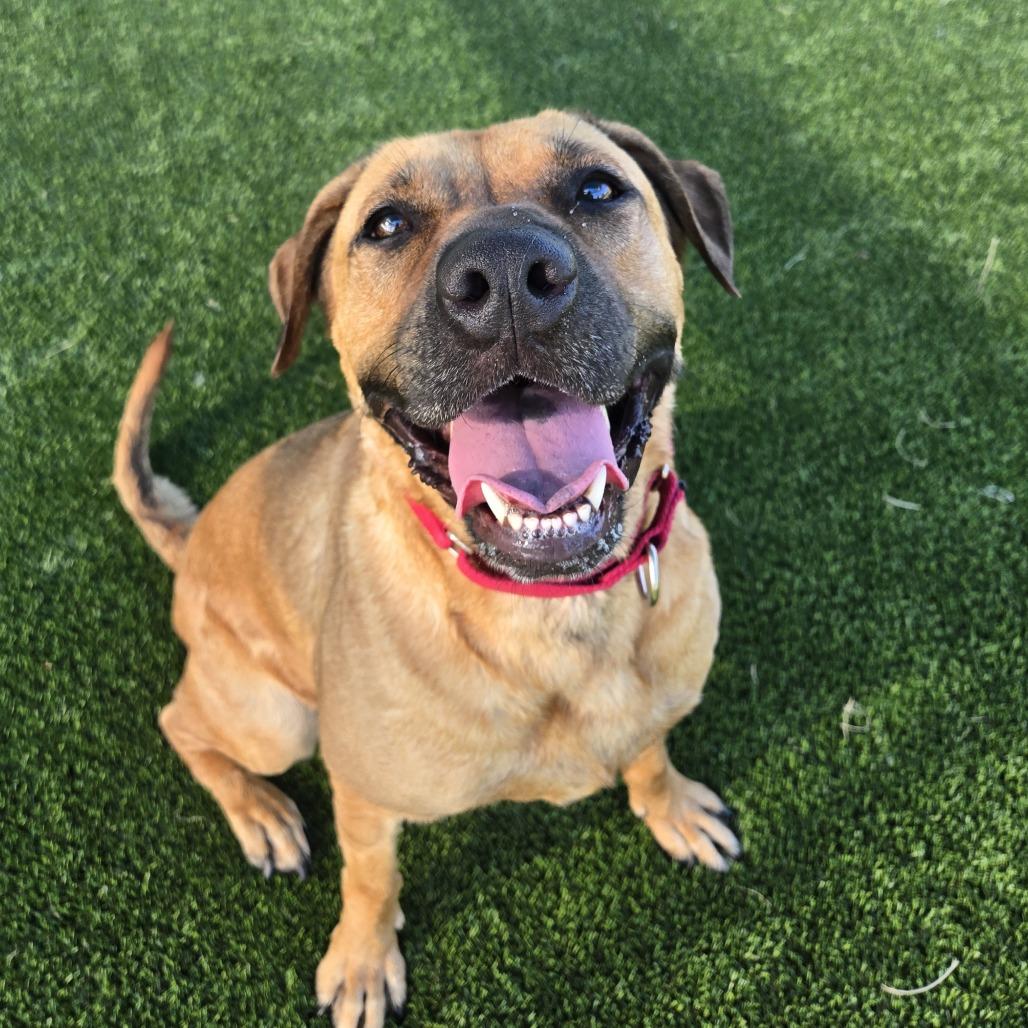 Sugar, a Adoptable mixed breed in Bradenton, FL image 3/5