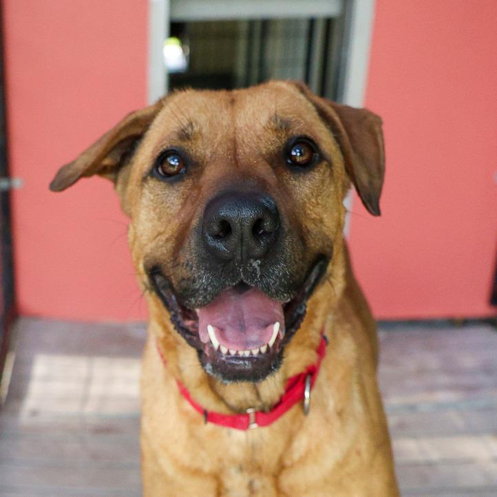 Sugar, a Adoptable mixed breed in Bradenton, FL image 4/5