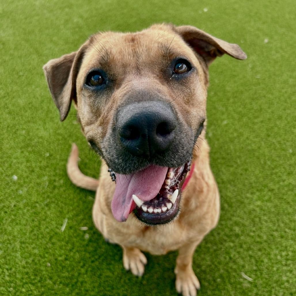 Sugar, a Adoptable mixed breed in Bradenton, FL image 5/5