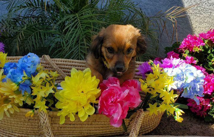 Enlarge Pepper, a Adopted mixed breed in Bakersfield, CA image 1/1