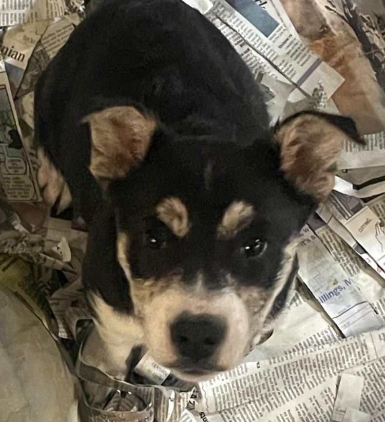 Enlarge T-Koda, an adoptable mixed breed in Billings, MT image 1/1