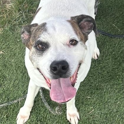 Robby — thumbnail 3