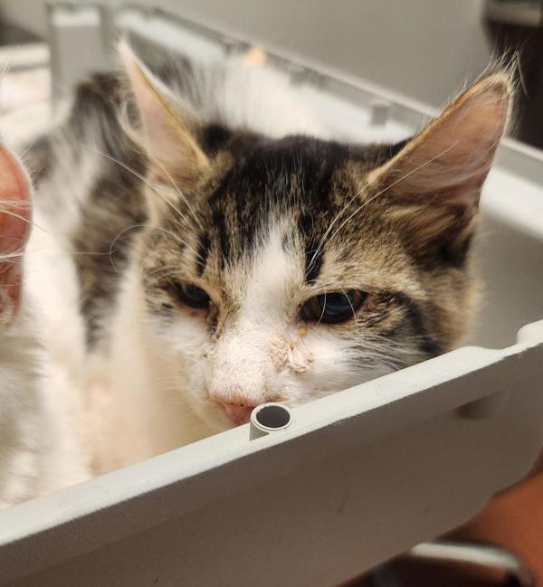 Cedar, Adoptable, Adult Male Domestic Medium Hair.