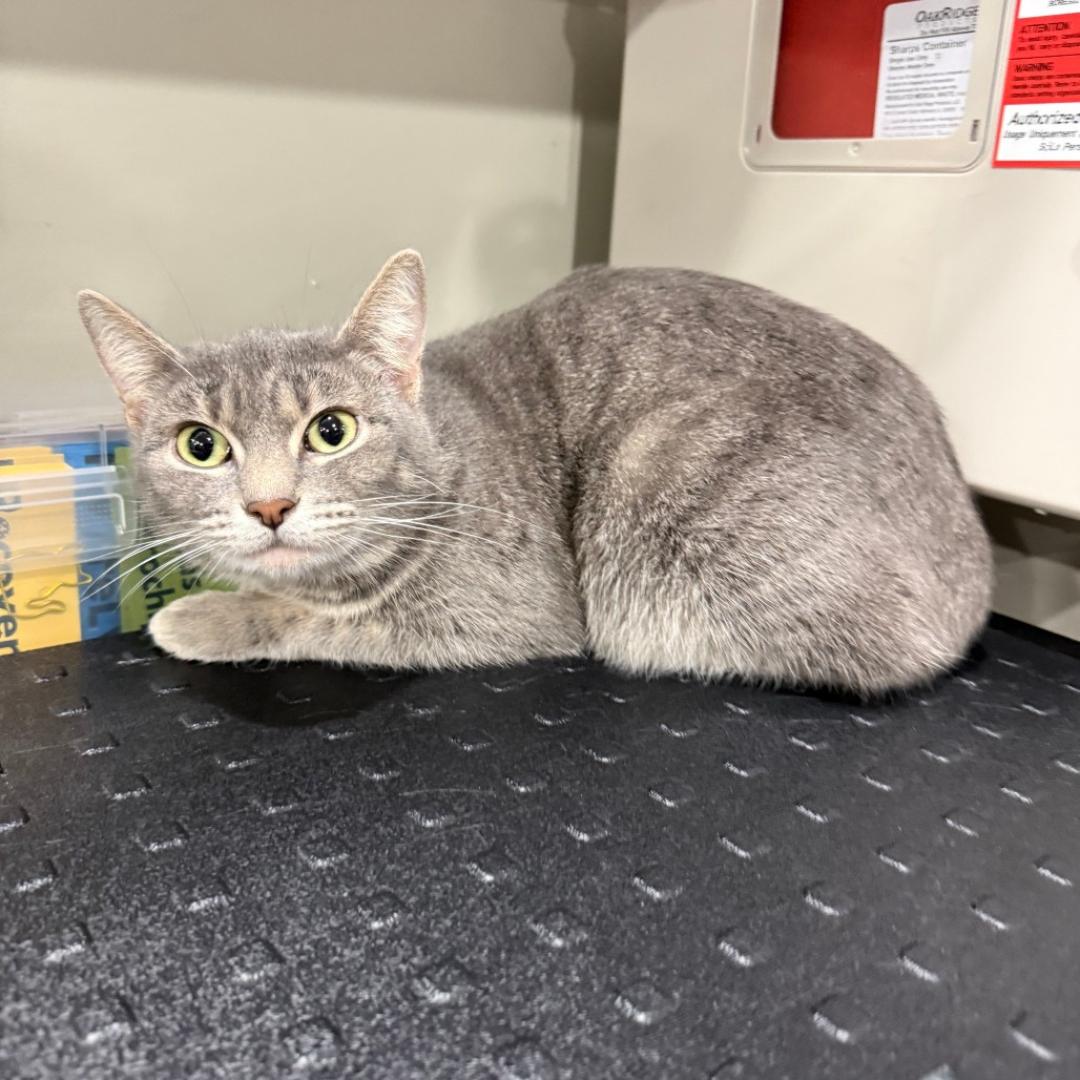 Enlarge Ashe, a ADOPTABLE Domestic Short Hair in Monaca, PA image 1/1