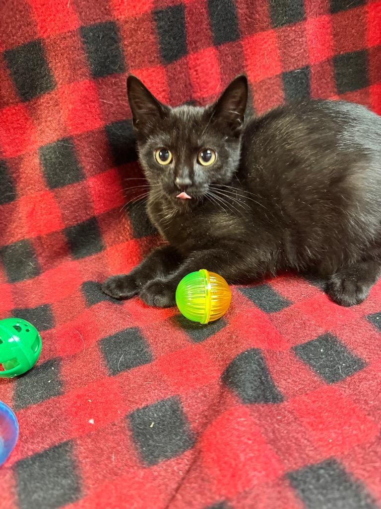Dasani, Adoptable, Kitten Female Domestic Short Hair.