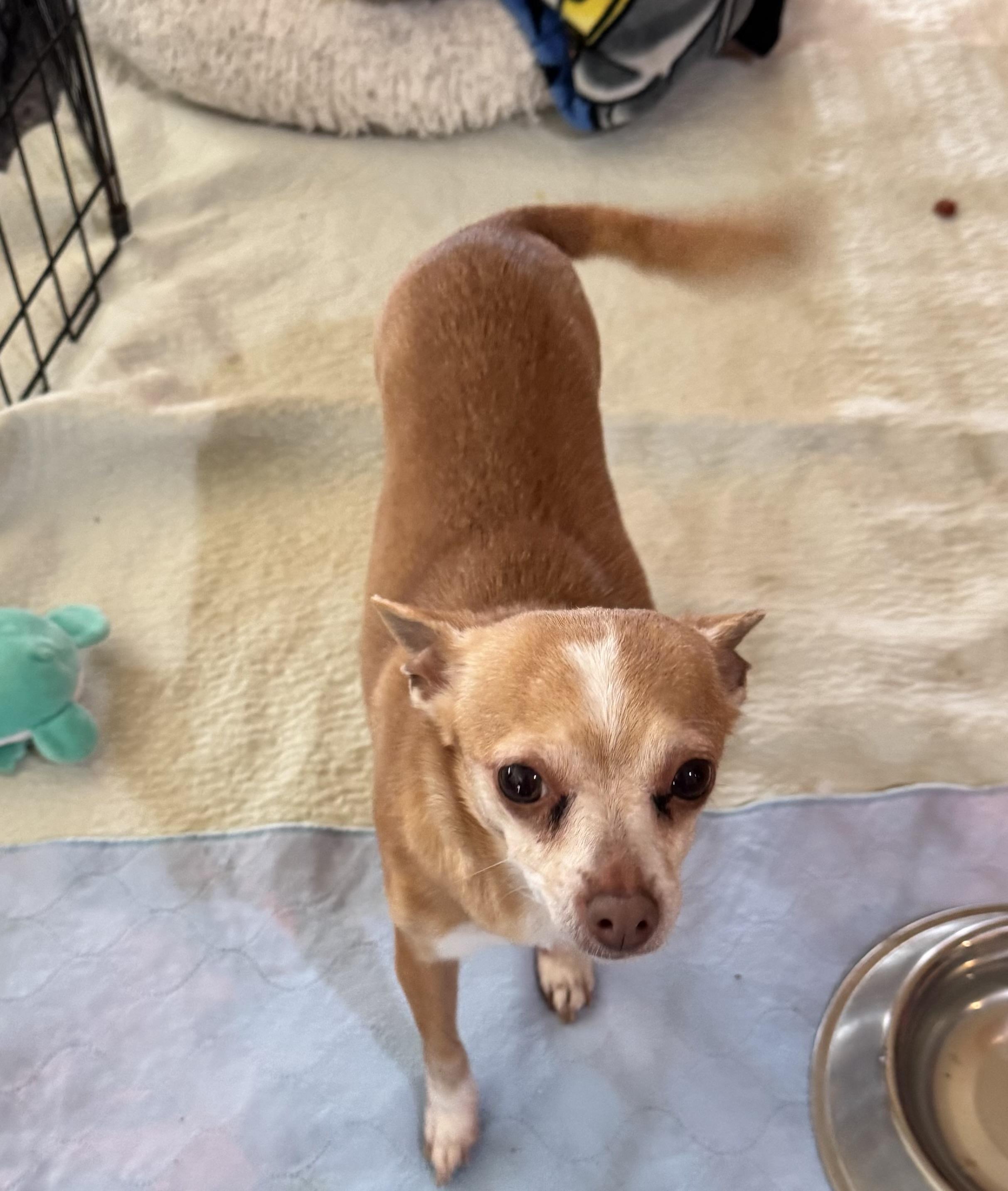 Enlarge Grace, a ADOPTABLE Chihuahua in Glenwood City, WI image 3/3