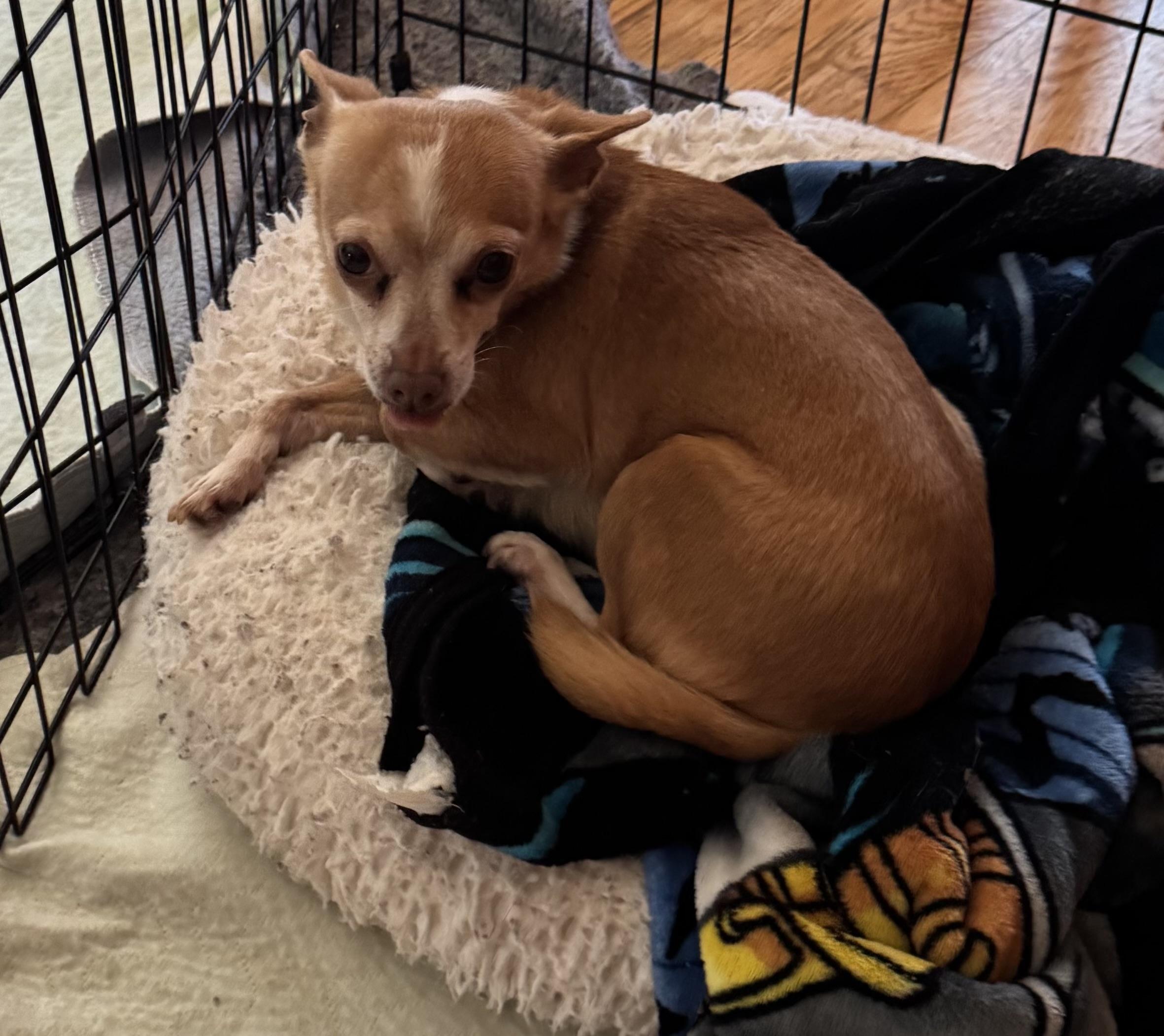 Enlarge Grace, a ADOPTABLE Chihuahua in Glenwood City, WI image 1/3
