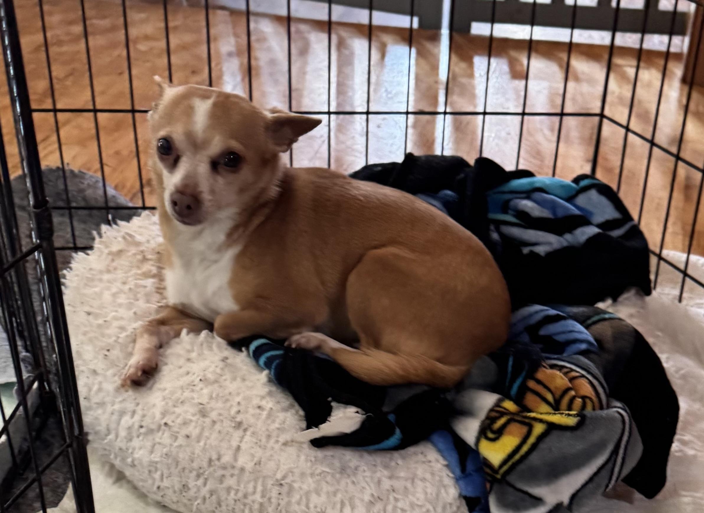 Enlarge Grace, a ADOPTABLE Chihuahua in Glenwood City, WI image 2/3