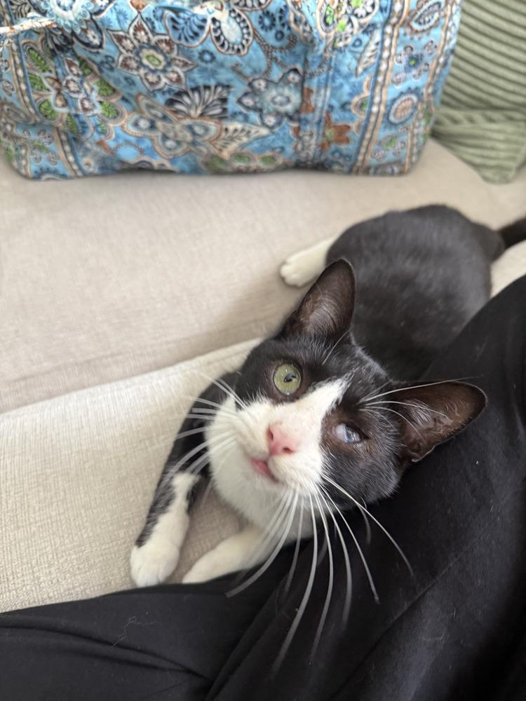 Reo, Adoptable, Kitten Male Domestic Short Hair.