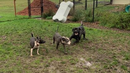 Thelma, Adoptable, Puppy Female American Staffordshire Terrier & Beagle.