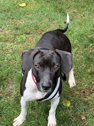 Enlarge Thelma, a Adoptable mixed breed in Everett, WA image 2/3