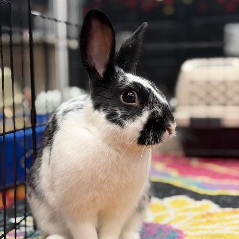 UMBREON, Adoptable, Adult Male Dwarf & Bunny Rabbit.