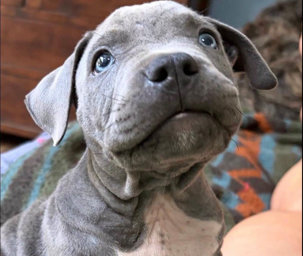 Enlarge Pickles, a Adopted mixed breed in Eutawville, SC image 2/6