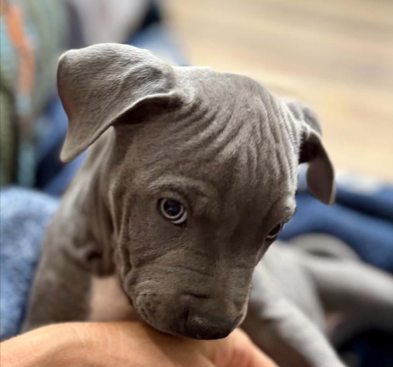 Enlarge Pickles, a Adopted mixed breed in Eutawville, SC image 3/6