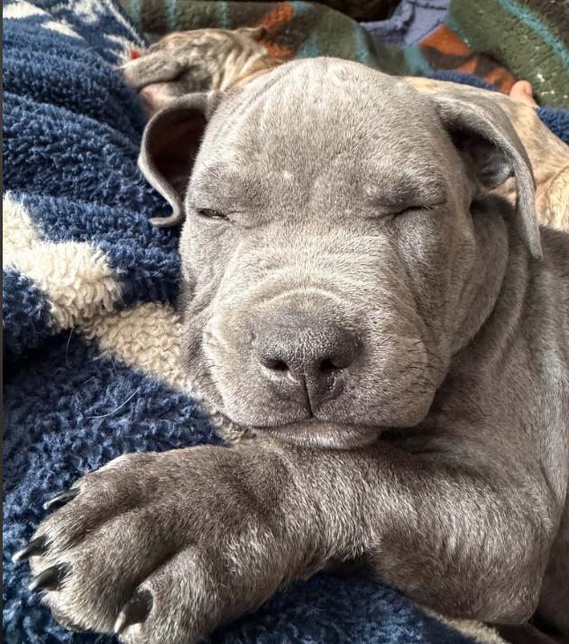 Enlarge Pickles, a Adopted mixed breed in Eutawville, SC image 5/6