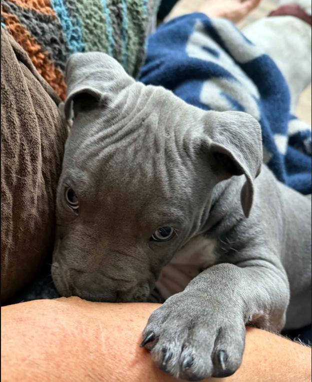 Pickles, Adopted, Puppy Male Mixed Breed.
