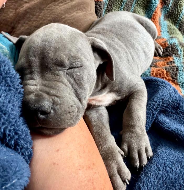 Enlarge Pickles, a Adopted mixed breed in Eutawville, SC image 6/6