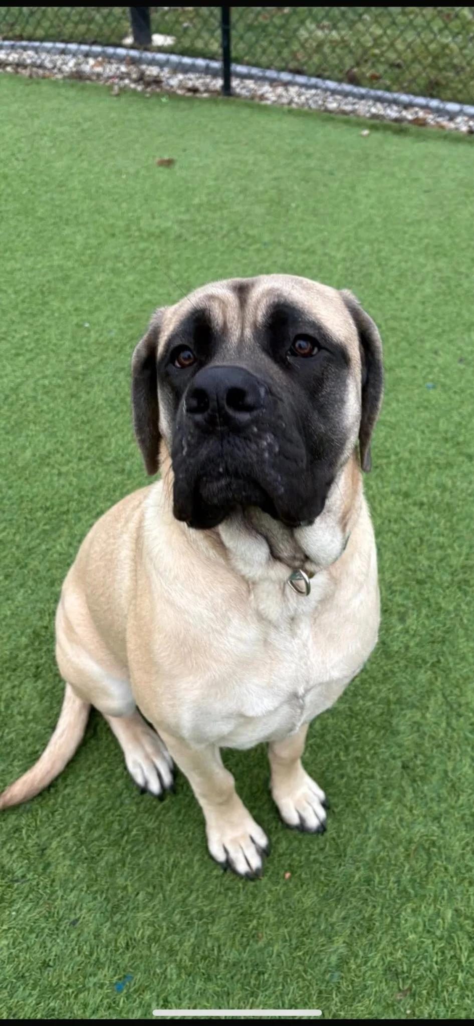 Enlarge Pannie, a ADOPTABLE Mastiff in Westville, IN image 1/1