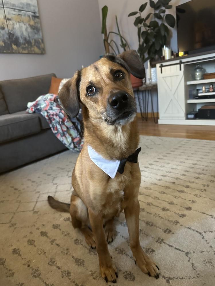 Richard, Adoptable, Adult Male Labrador Retriever & Shepherd.