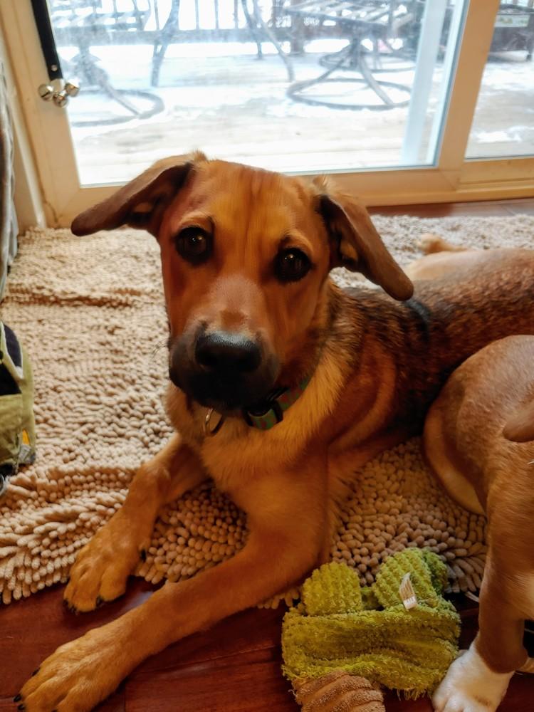 Enlarge Richard, a Adoptable mixed breed in Littleton, CO image 2/6