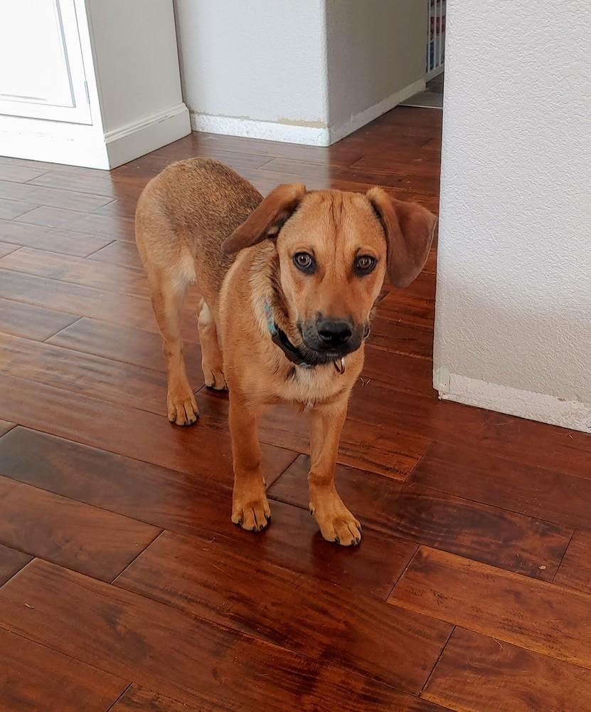 Enlarge Richard, a Adoptable mixed breed in Littleton, CO image 4/6