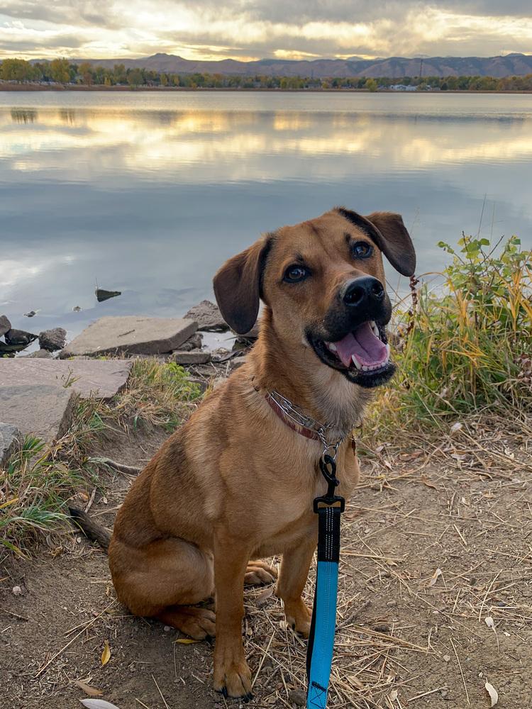 Enlarge Richard, a Adoptable mixed breed in Littleton, CO image 5/6