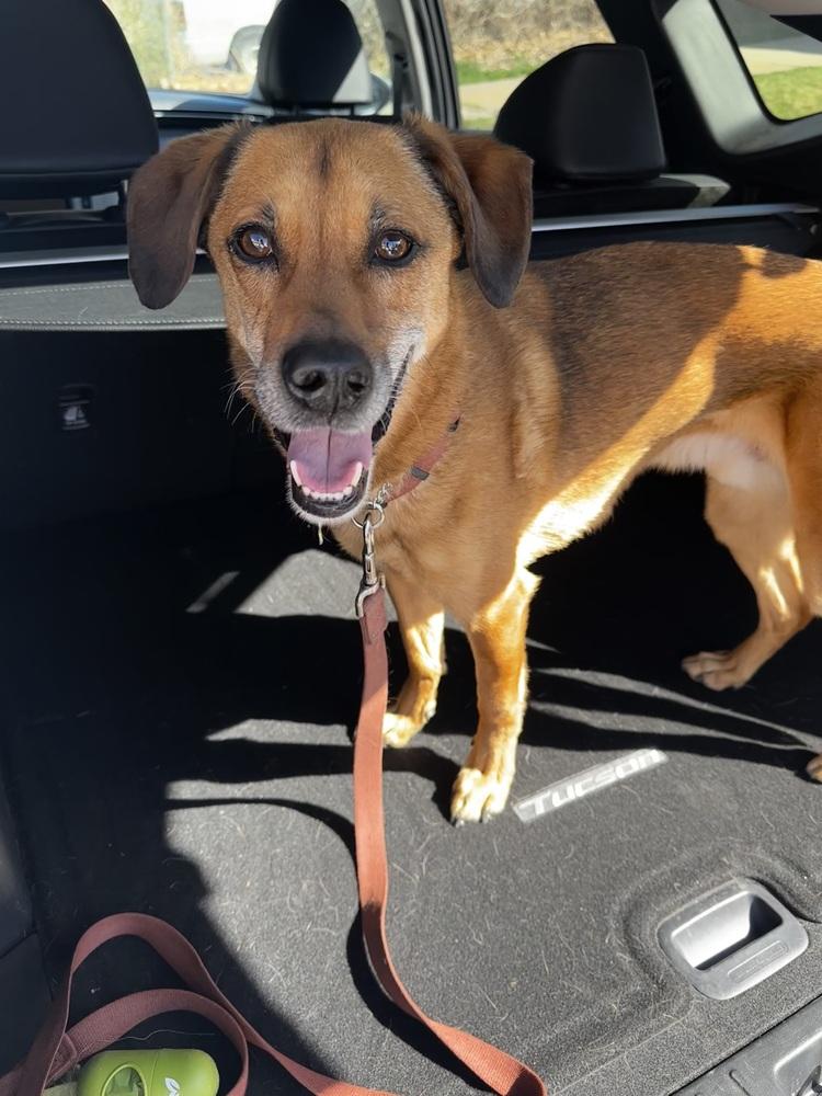Enlarge Richard, a Adoptable mixed breed in Littleton, CO image 6/6