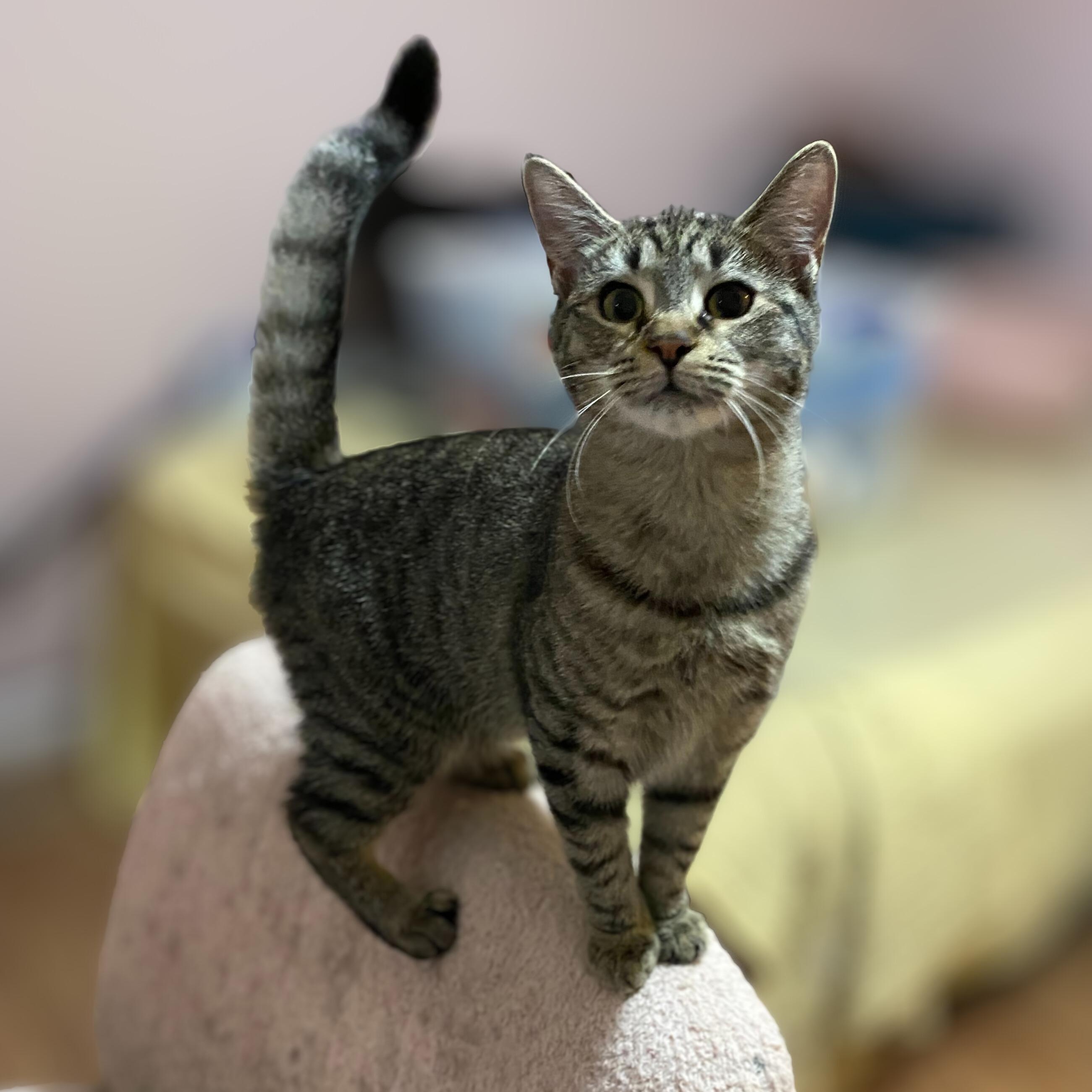 Enlarge Sapphire, a ADOPTABLE Domestic Short Hair in Clyde, NC image 1/3