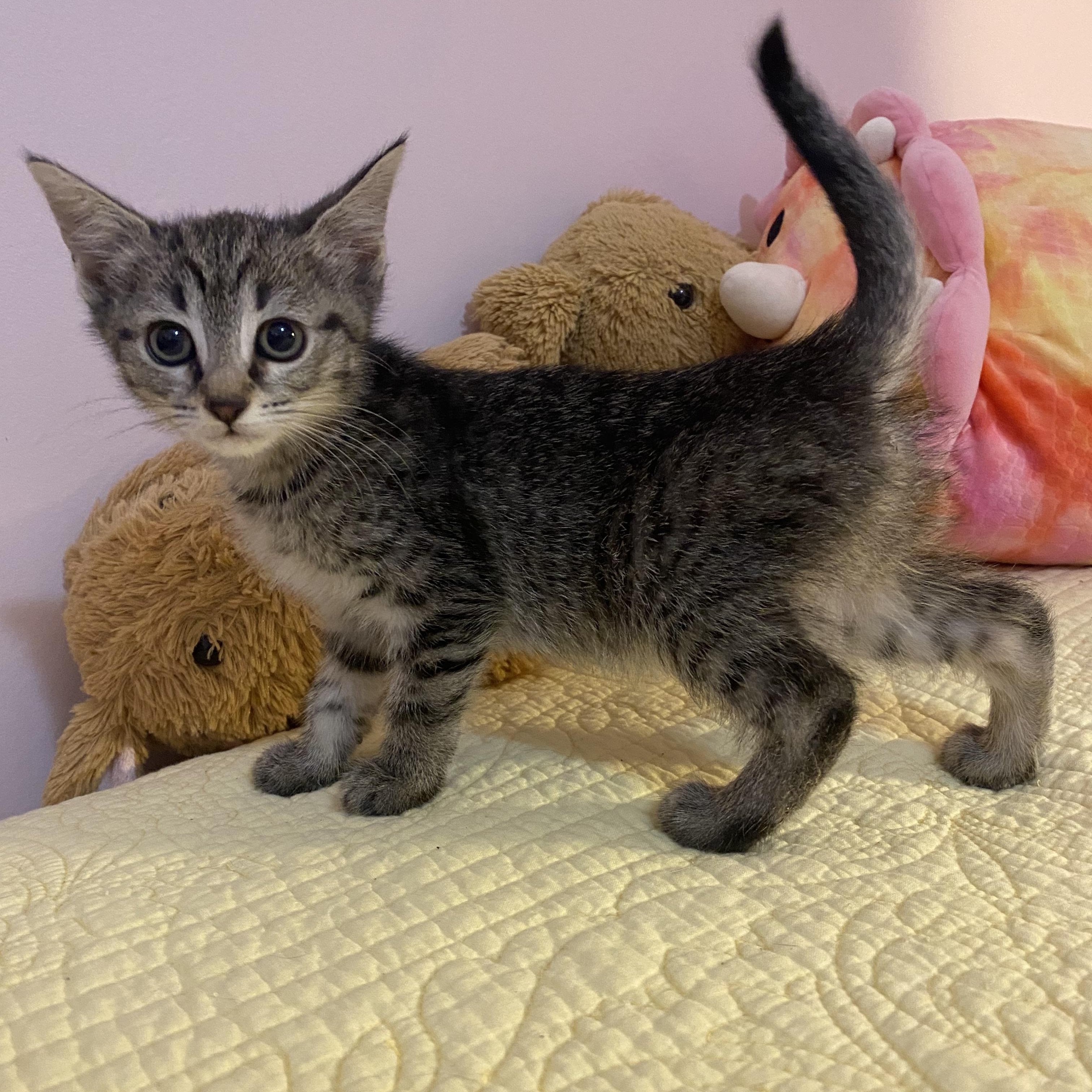 Enlarge Sapphire, a ADOPTABLE Domestic Short Hair in Clyde, NC image 3/3