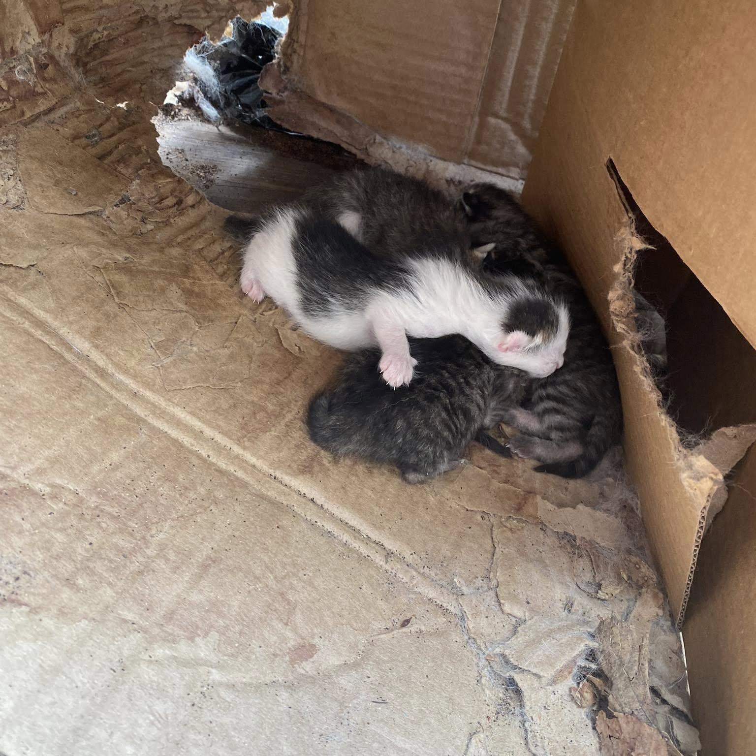 Enlarge Sapphire, a ADOPTABLE Domestic Short Hair in Clyde, NC image 2/3