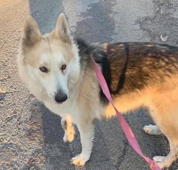 Enlarge Kanuka, a Adoptable mixed breed in Falls Church, VA image 1/1