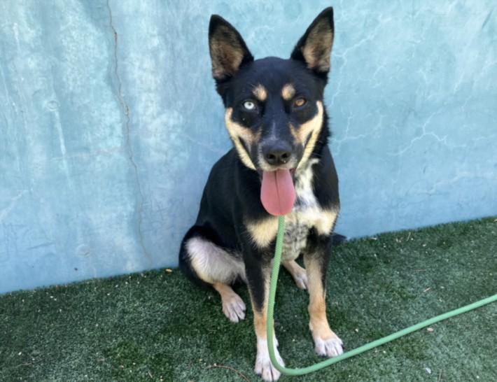 Enlarge TYLER, a Adoptable mixed breed in Chatsworth, CA image 1/1
