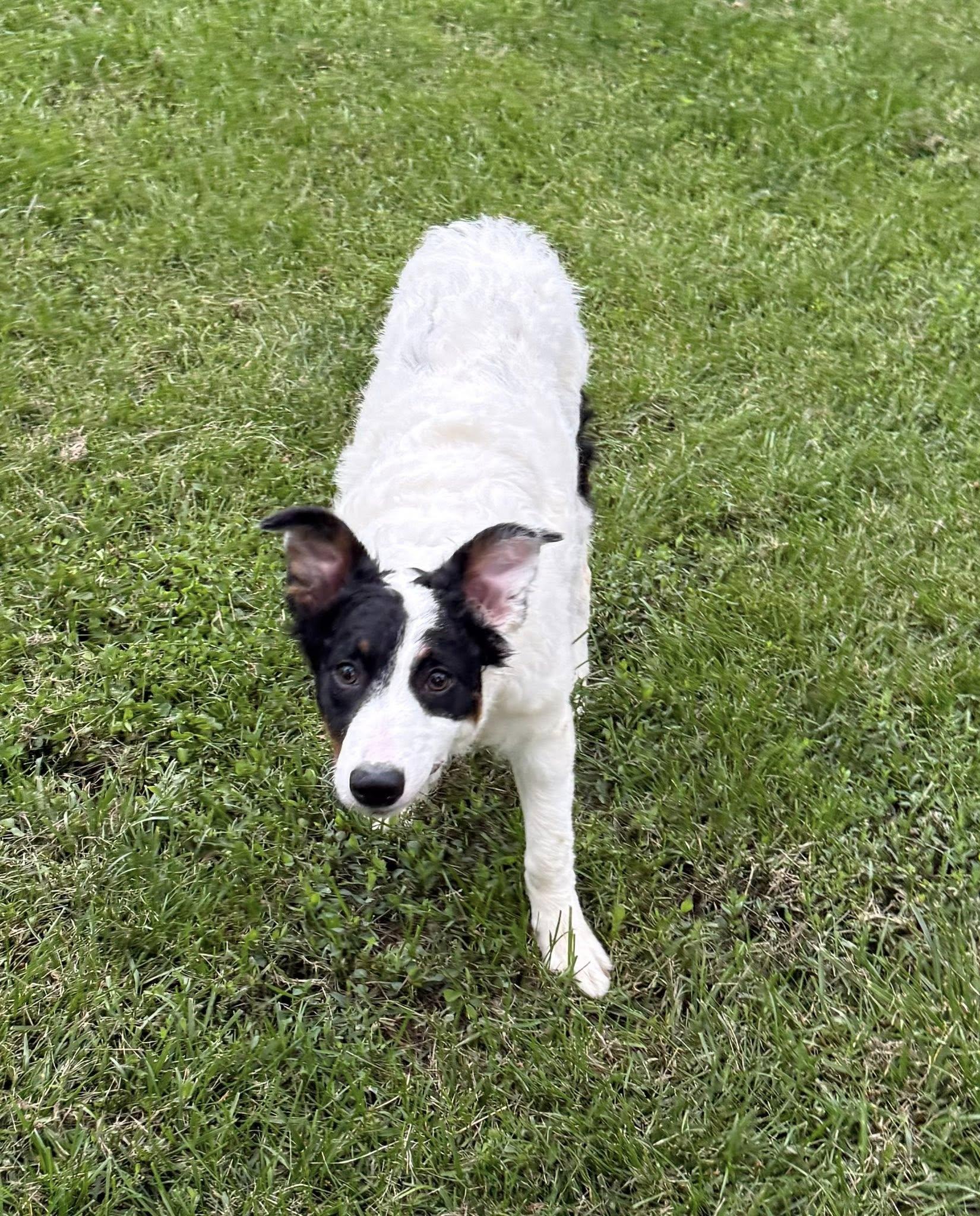 Enlarge Rivet, a Adoptable Border Collie in Hagerstown, MD image 2/2