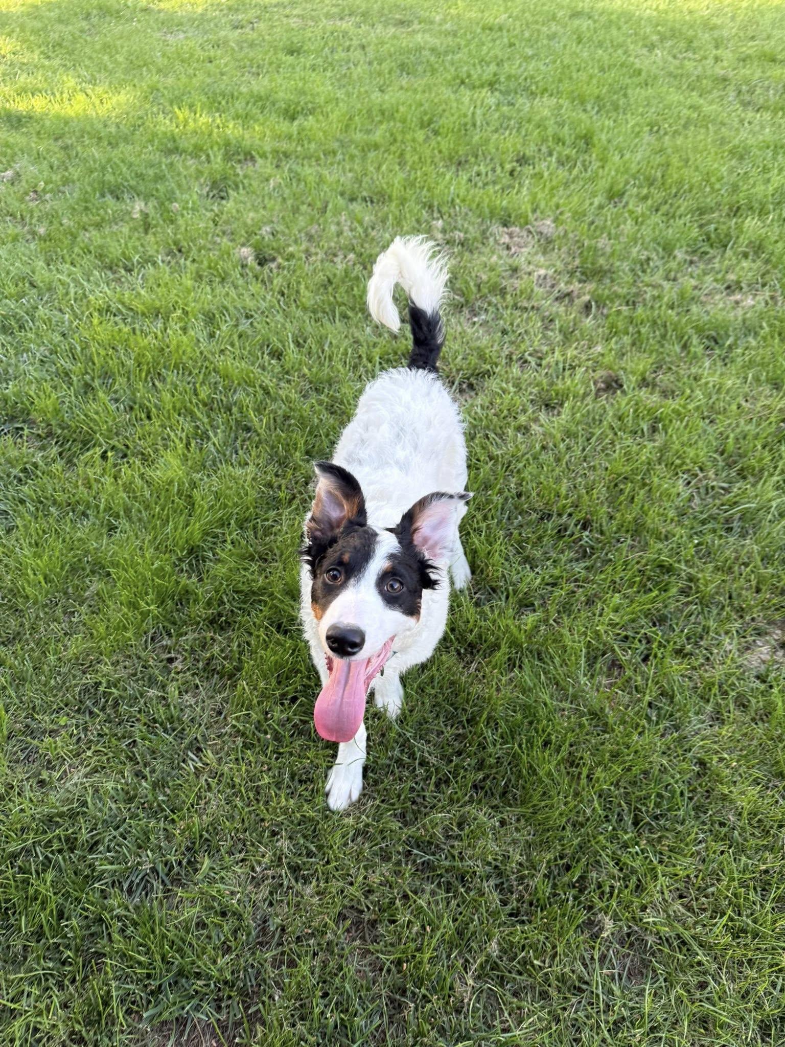 Enlarge Rivet, a Adoptable Border Collie in Hagerstown, MD image 1/2