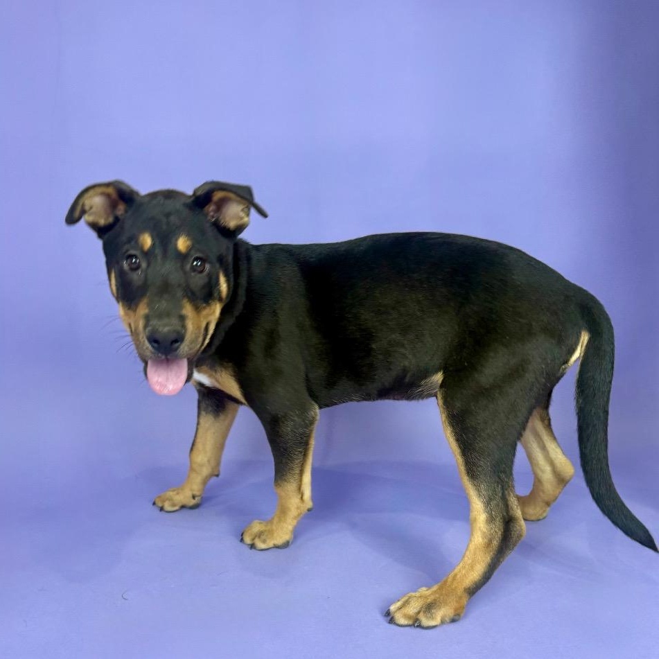 Enlarge Padre, a Adoptable mixed breed in Buffalo, NY image 3/3