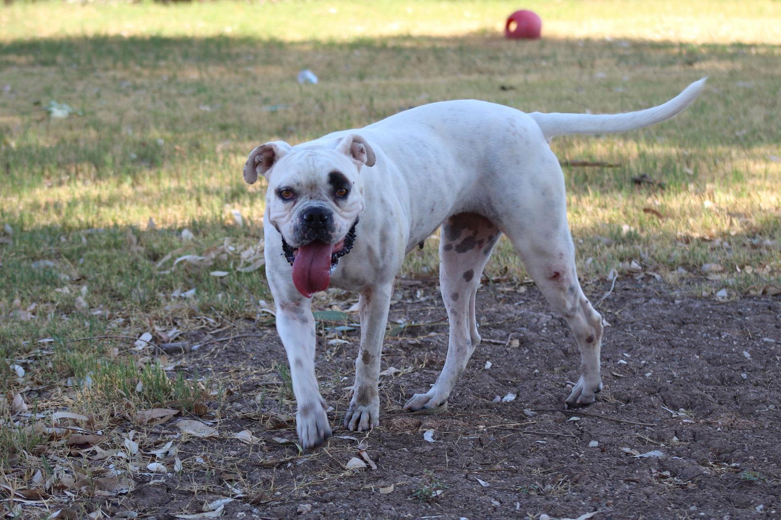 Enlarge Manchas, a Adoptable mixed breed in El Centro, CA image 1/3